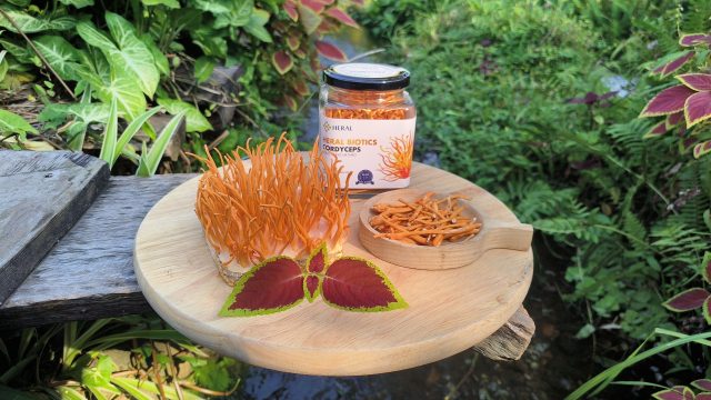 Đông trùng hạ thảo