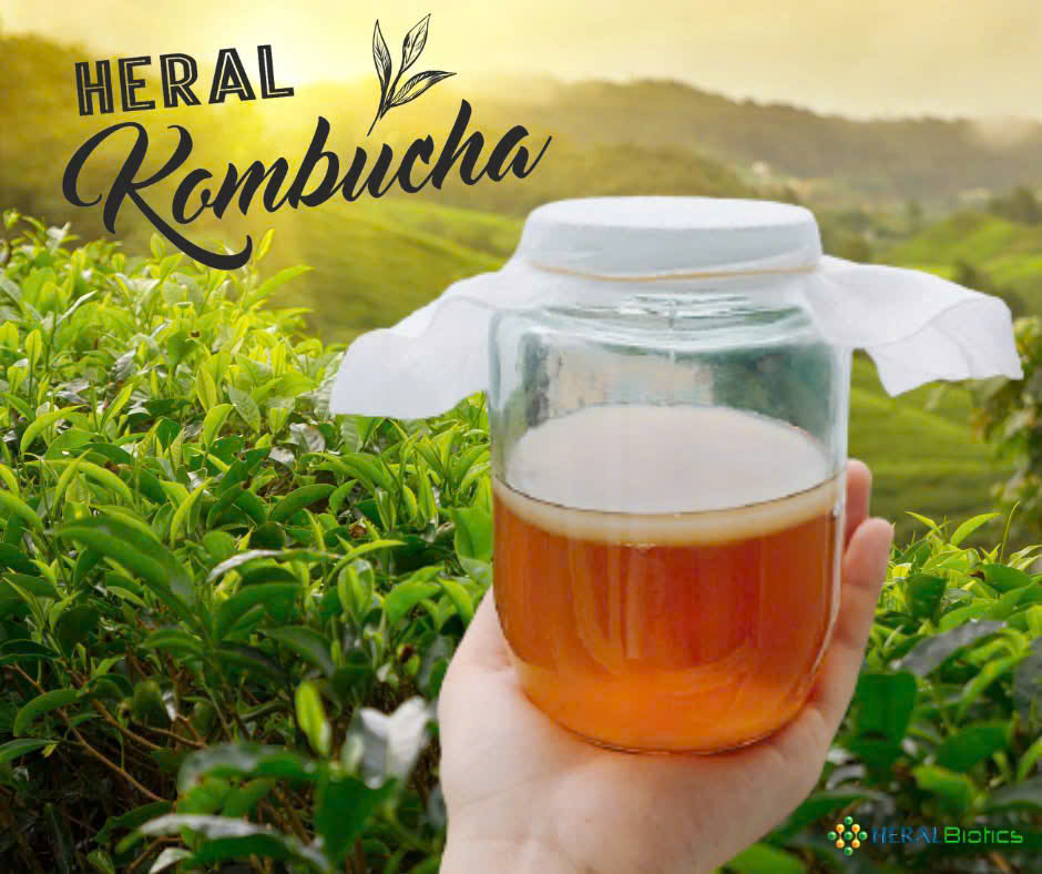 Kombucha
